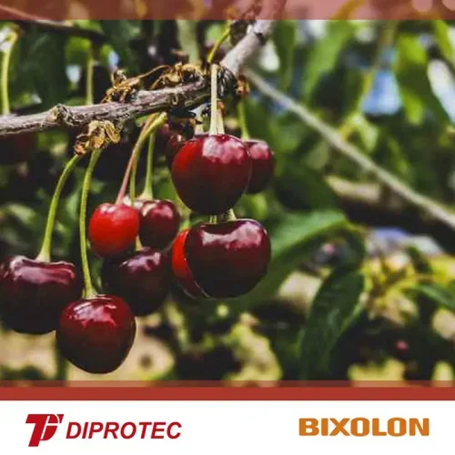 DIPROTEC-BIXOLON-CEREZAS-POST-BLOG-1-1024x1024 copia